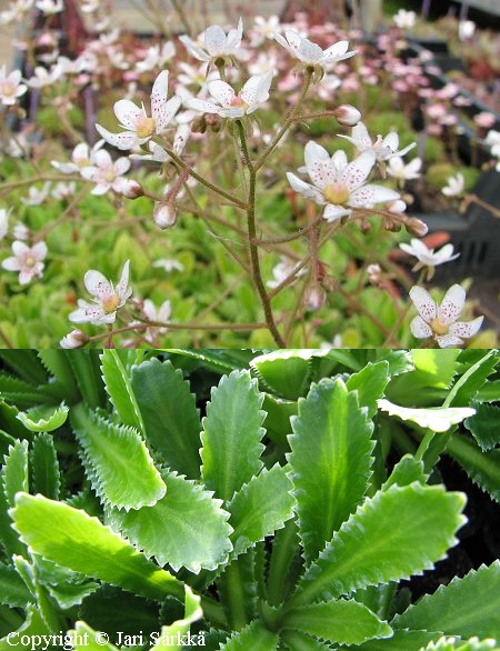 Saxifraga ×andrewsii, kristallirikko